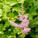 ASTILBE x arendsii 'Hyacinth'