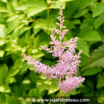 ASTILBE x arendsii &#039;Hyacinth&#039;