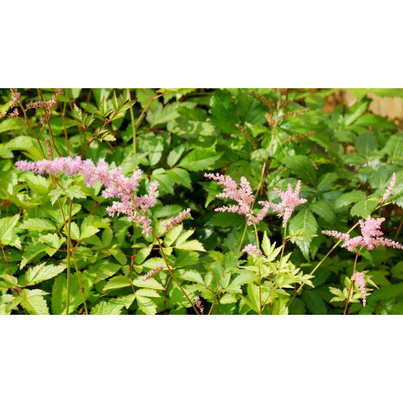 ASTILBE x arendsii 'V&eacute;nus'