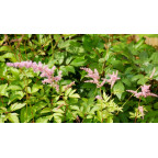 ASTILBE x arendsii 'V&eacute;nus'