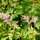 ASTILBE x arendsii 'Vénus'