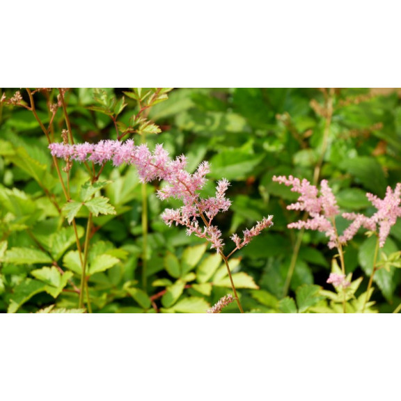 ASTILBE x arendsii 'V&eacute;nus'