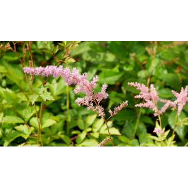 ASTILBE x arendsii \'V&eacute;nus\'