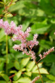 ASTILBE x arendsii 'Vénus'