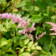 ASTILBE x arendsii 'Vénus'