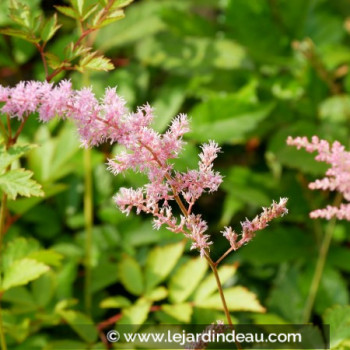 ASTILBE x arendsii &#039;Vénus&#039;