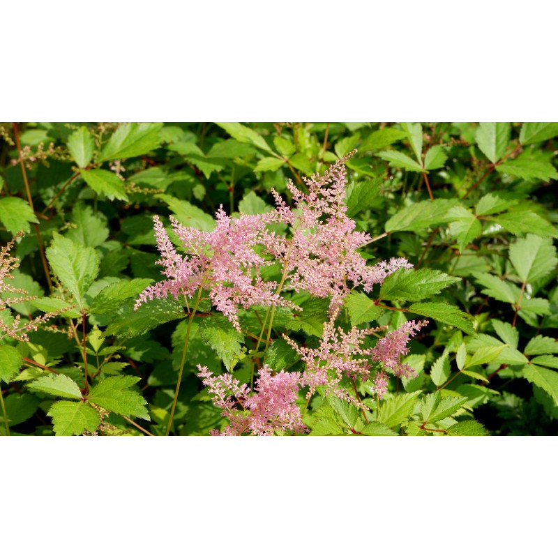 ASTILBE simplicifolia 'Praecox'