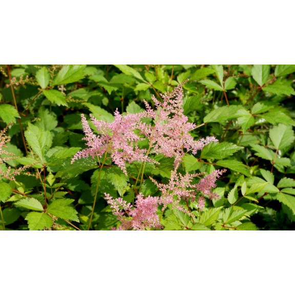 ASTILBE simplicifolia 'Praecox'