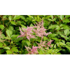 ASTILBE simplicifolia 'Praecox'