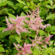 ASTILBE simplicifolia 'Praecox'