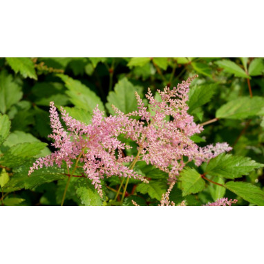 ASTILBE simplicifolia \'Praecox\'
