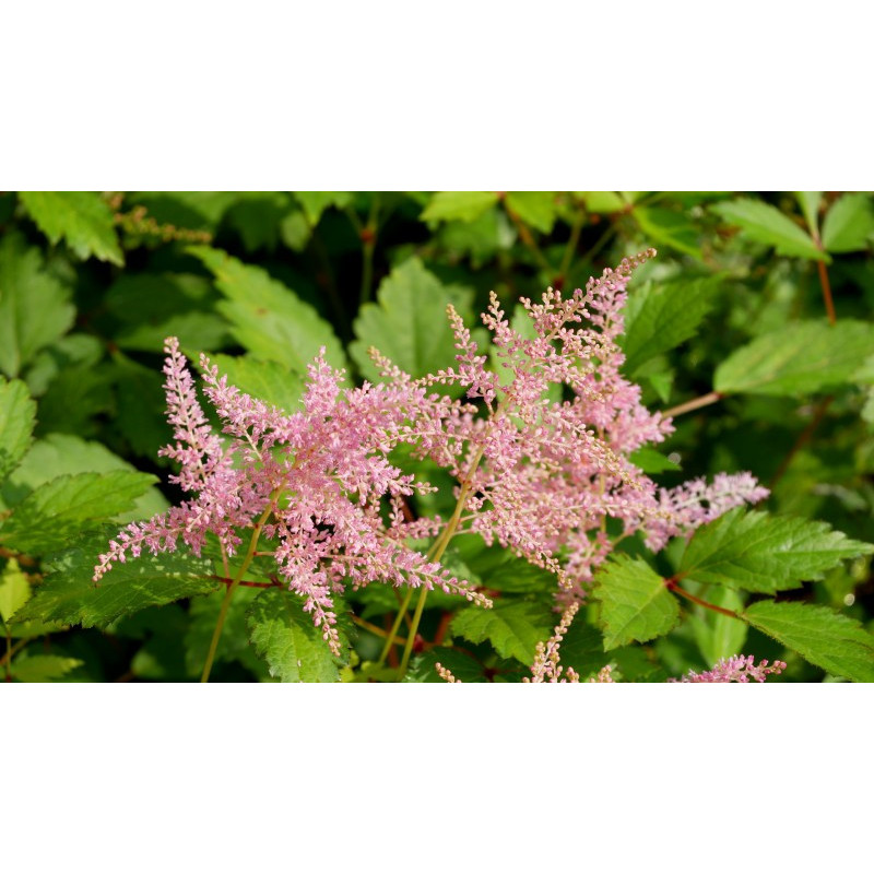 ASTILBE simplicifolia 'Praecox'