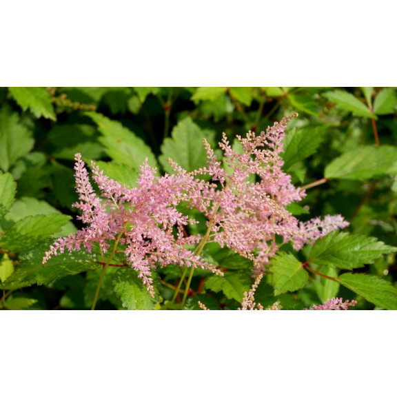 ASTILBE simplicifolia 'Praecox'