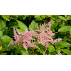 ASTILBE simplicifolia 'Praecox'