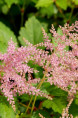 ASTILBE simplicifolia 'Praecox'