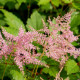 ASTILBE simplicifolia 'Praecox'