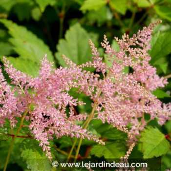 ASTILBE simplicifolia &#039;Praecox&#039;