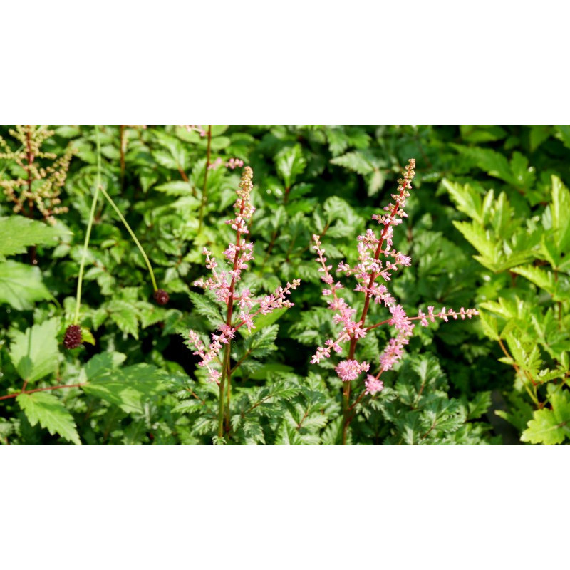 ASTILBE crispa 'Perkeo'