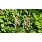 ASTILBE crispa 'Perkeo'