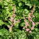 ASTILBE crispa 'Perkeo'