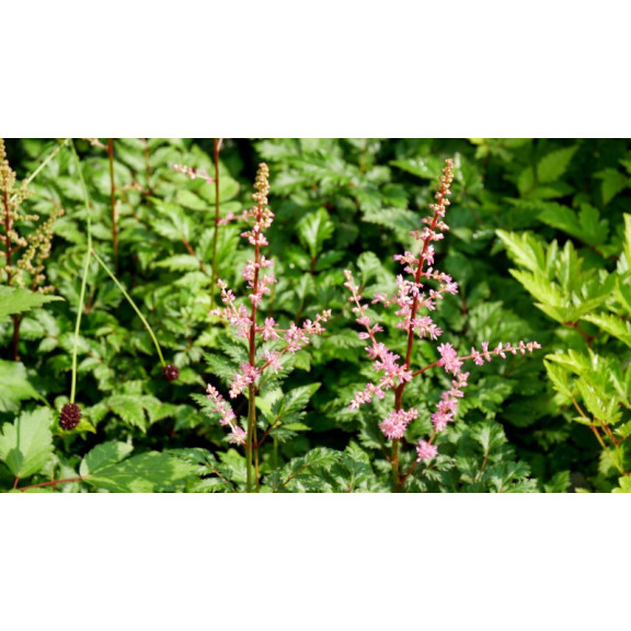 ASTILBE crispa 'Perkeo'