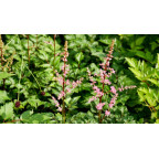 ASTILBE crispa 'Perkeo'