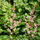 ASTILBE crispa 'Perkeo'