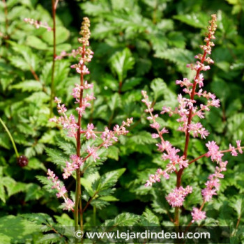 ASTILBE crispa &#039;Perkeo&#039;