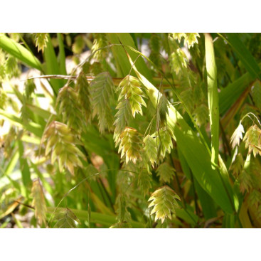 CHASMANTHIUM latifolium