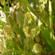 CHASMANTHIUM latifolium
