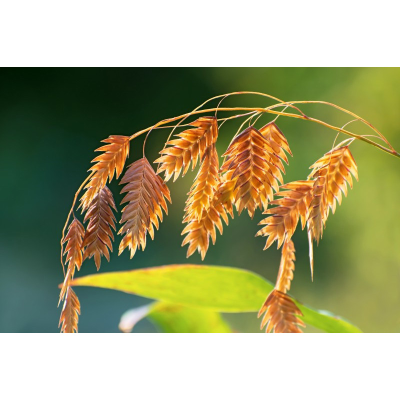 CHASMANTHIUM latifolium