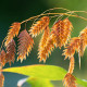 CHASMANTHIUM latifolium