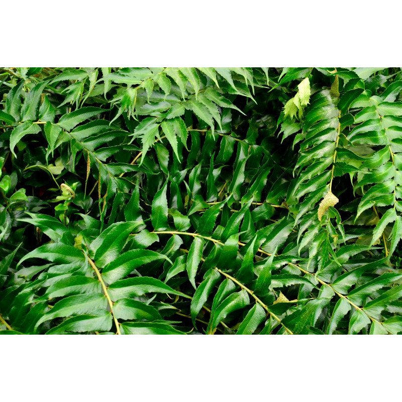 CYRTOMIUM falcatum