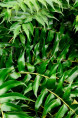 CYRTOMIUM falcatum