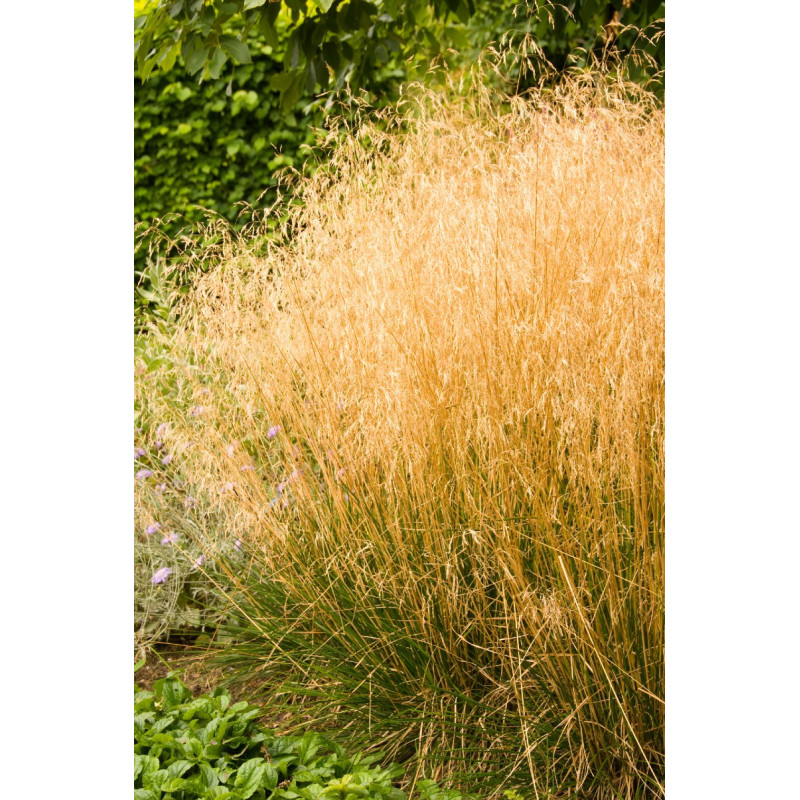 DESCHAMPSIA cespitosa