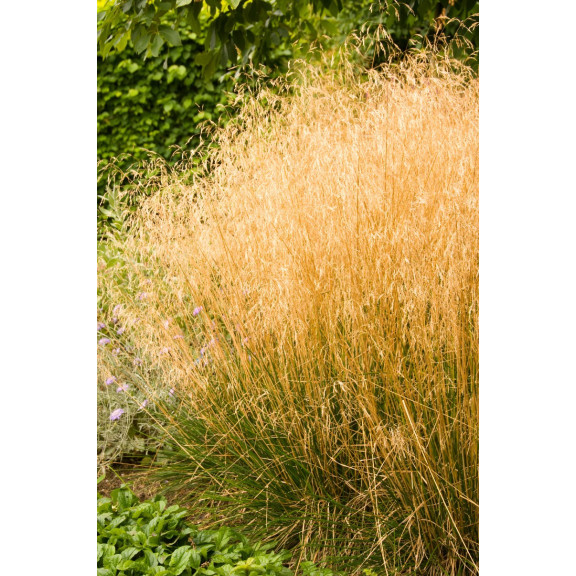 DESCHAMPSIA cespitosa