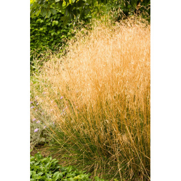 DESCHAMPSIA cespitosa