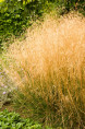DESCHAMPSIA cespitosa