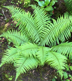 DRYOPTERIS affinis