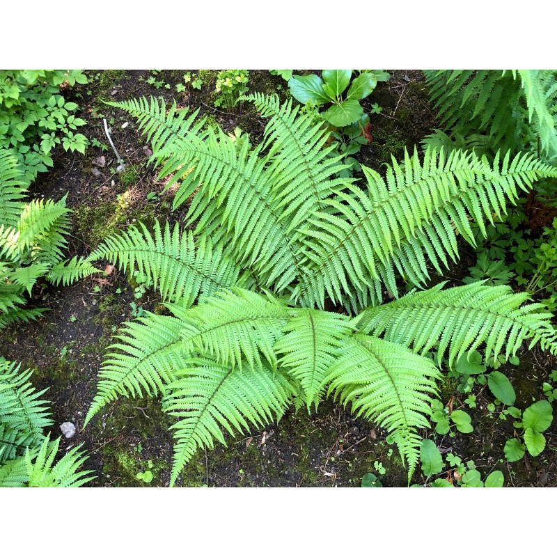 DRYOPTERIS affinis DRYOPTERIS affinis