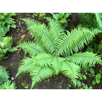 DRYOPTERIS affinis DRYOPTERIS affinis