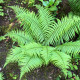 DRYOPTERIS affinis