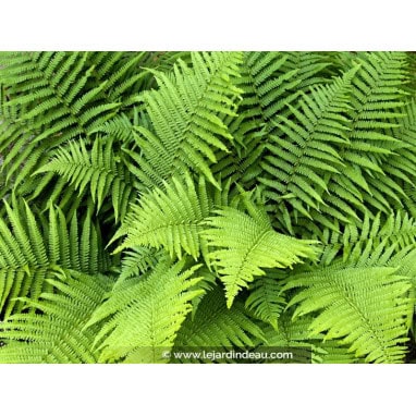 DRYOPTERIS filix-mas - Fougère mâle
