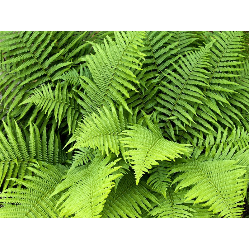 DRYOPTERIS filix-mas
