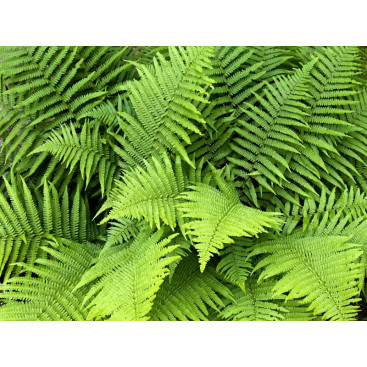 DRYOPTERIS filix-mas