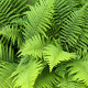 DRYOPTERIS filix-mas