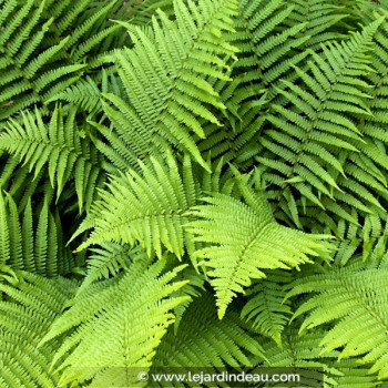 DRYOPTERIS filix-mas