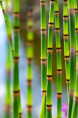 EQUISETUM hyemale var. robustum