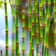 EQUISETUM hyemale var. robustum