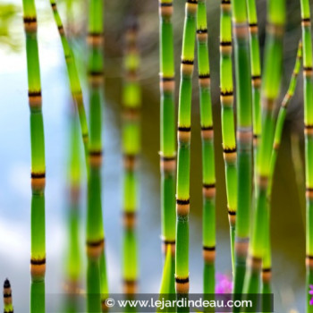 EQUISETUM hyemale var. robustum